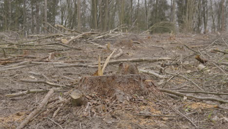 clearcutting tract of land for commercial timber trade, masuria, poland