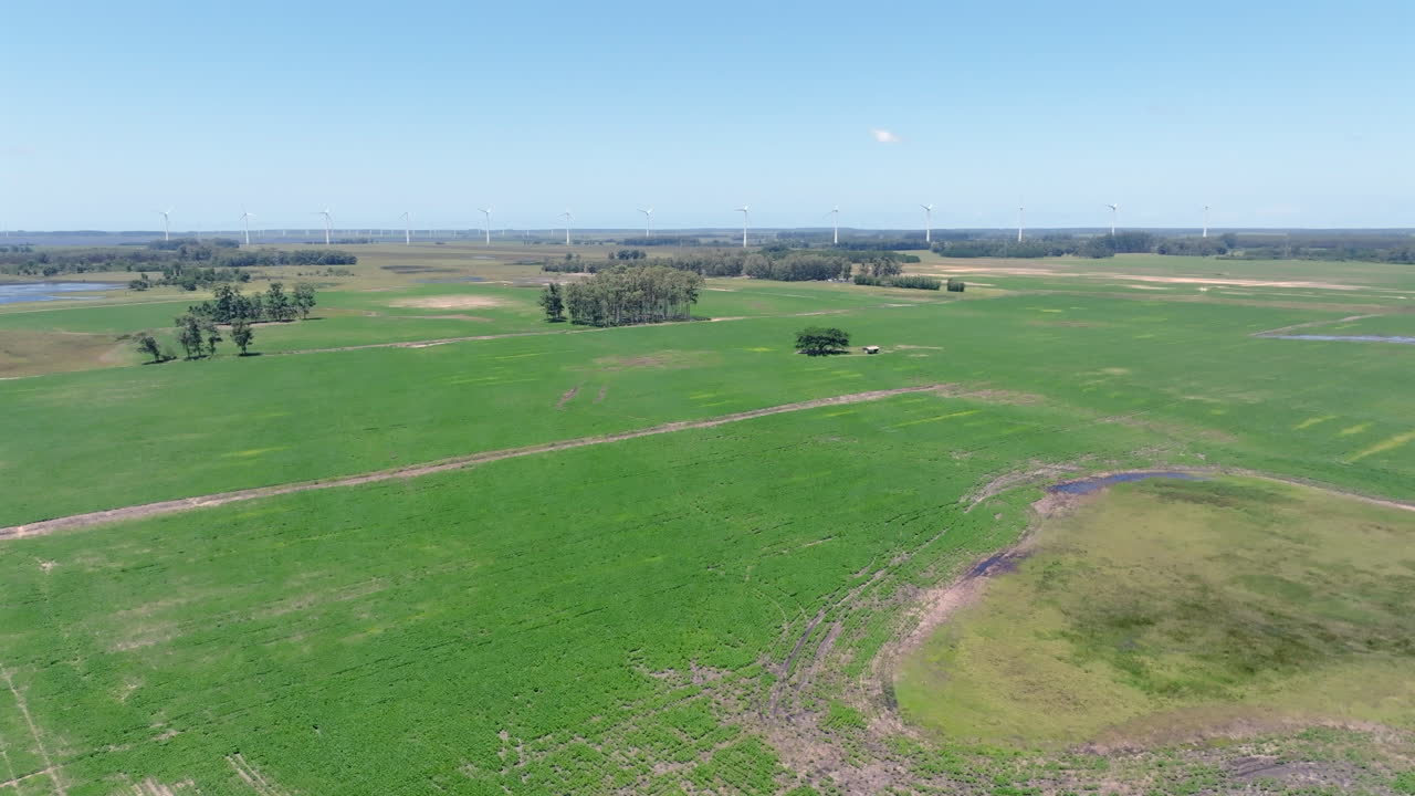 Aerial forward flight over soybean fields with distant wind turbines on the horizon. Captured in D-Log with 10-bit color using a Hasselblad sensor
