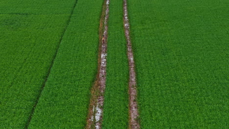 deer running through muddy tracks in a green rice field, calm rural mood, aerial shot