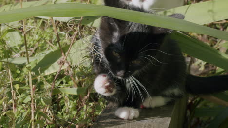 Kitten-licking-its-paw-among-green-plants-in-the-garden-on-a-sunny-day