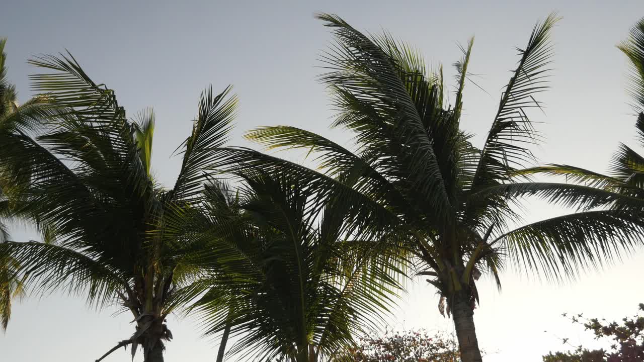 Palm Tree Leaves Gently Swayin in the Wind in the Early Evening, Bantayan Island, Cebu, Philippines - Closeup