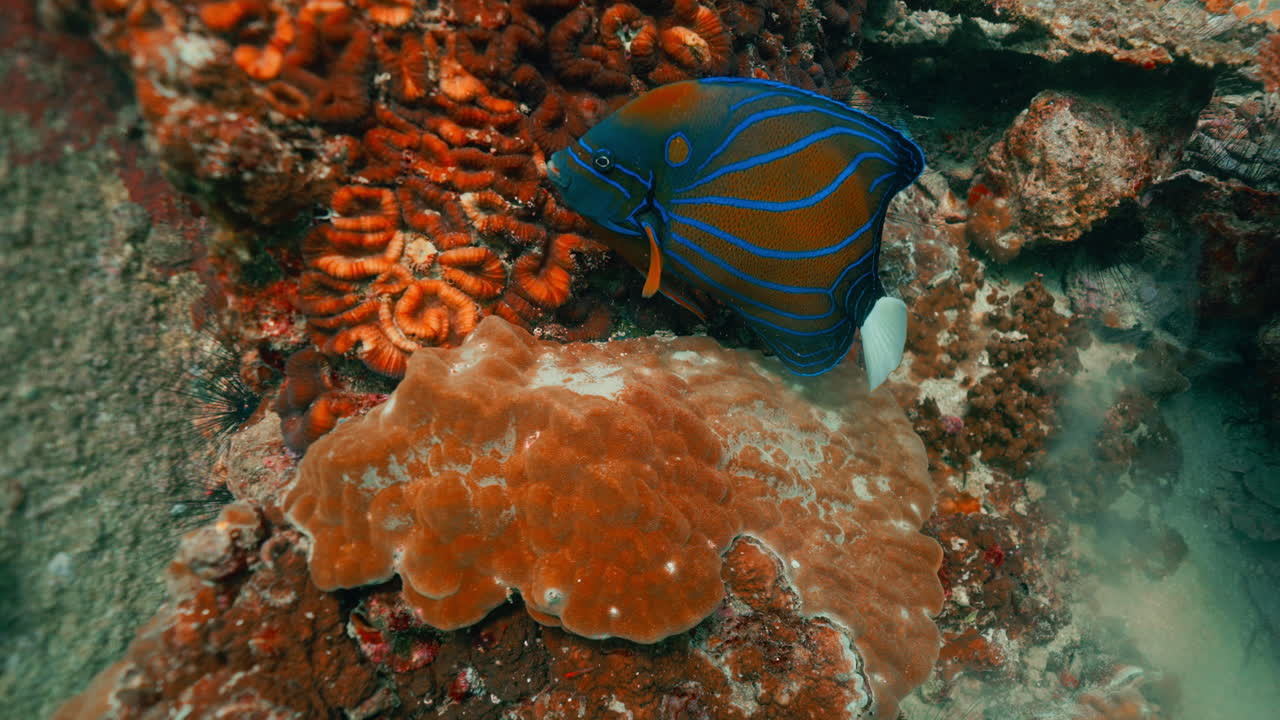 Angelfish in a Coral Reef