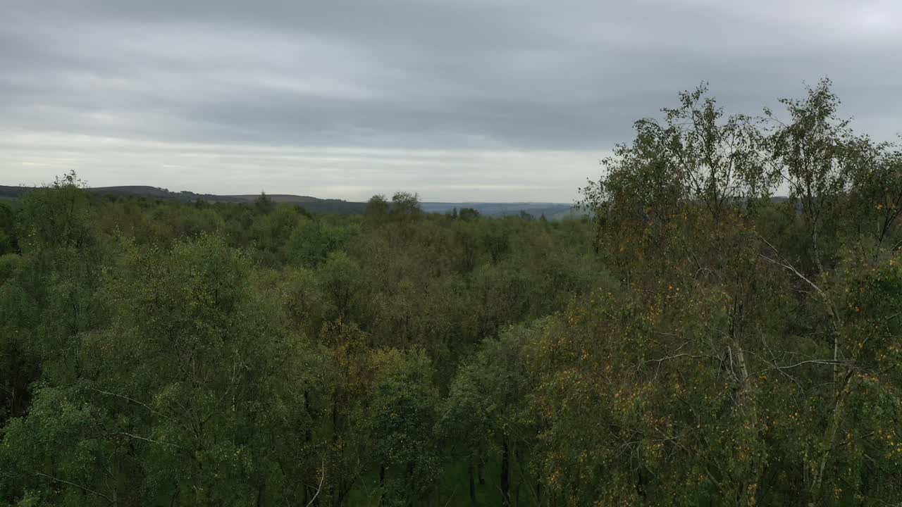 실버 버치 숲으로 내려가는 공중 영상 1부