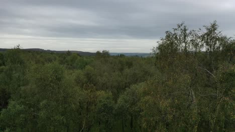 Aerial-footage-descending-into-silver-birch-forest-part-1