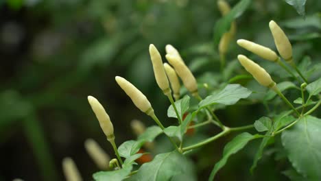 Different-colors-are-said-to-be-on-the-saffron-tree