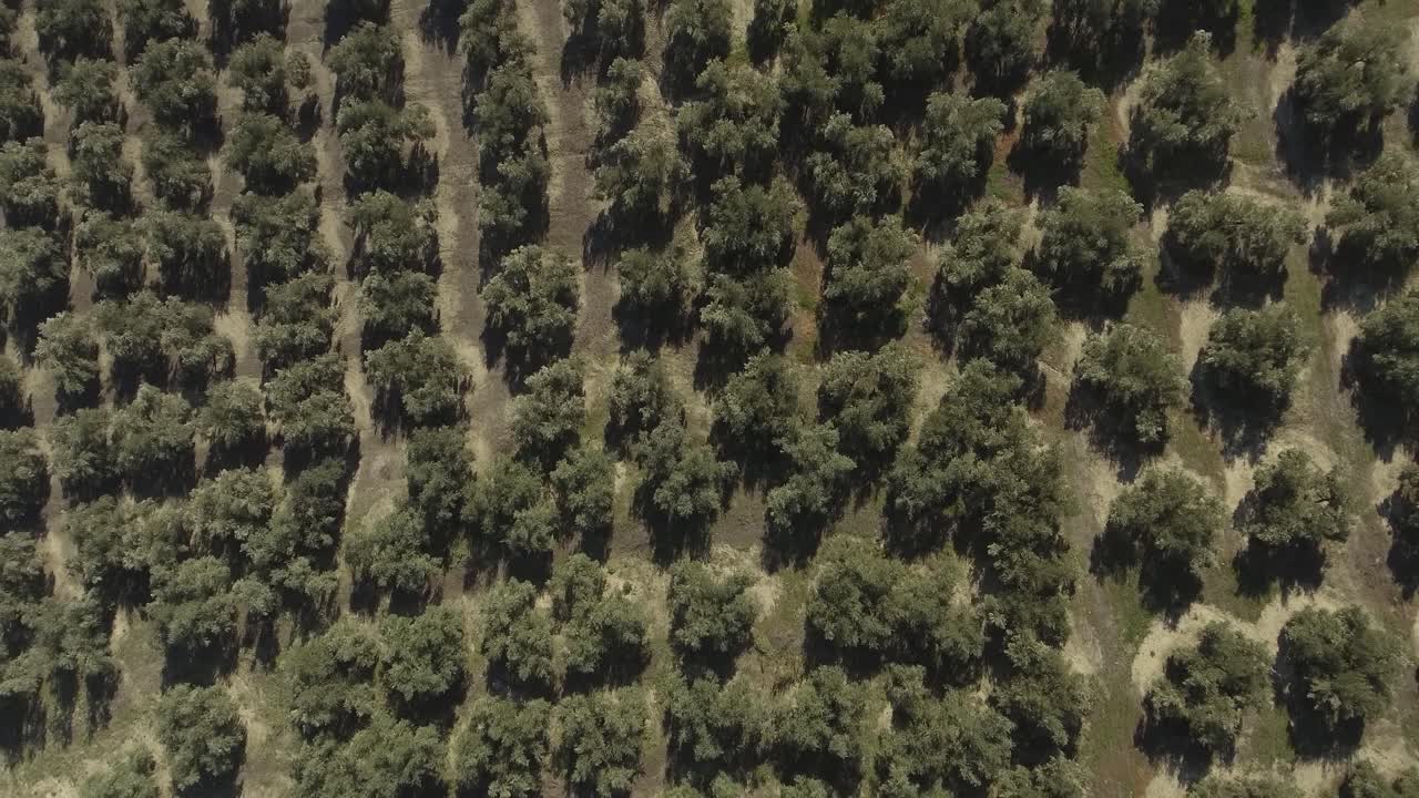 disparo de arriba hacia abajo volando sobre olivos que crecen en filas uniformes en el olivar