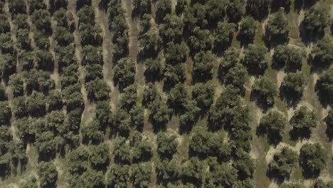 Top-down-shot-flying-up-over-olive-trees-growing-in-even-rows-in-olive-grove