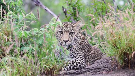 Leopard-Liegt-Still-Und-Blickt-Dann-In-Die-Kamera,-Sabi-Sands-Wildreservat-In-Südafrika