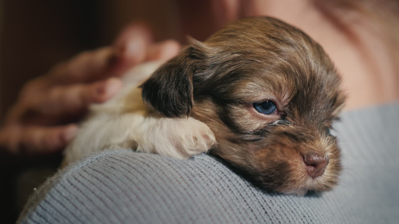갈색 흰색의 귀여운 강아지를 안고 있는 여자