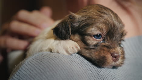 mujer sosteniendo un lindo cachorro en un color marrón-blanco