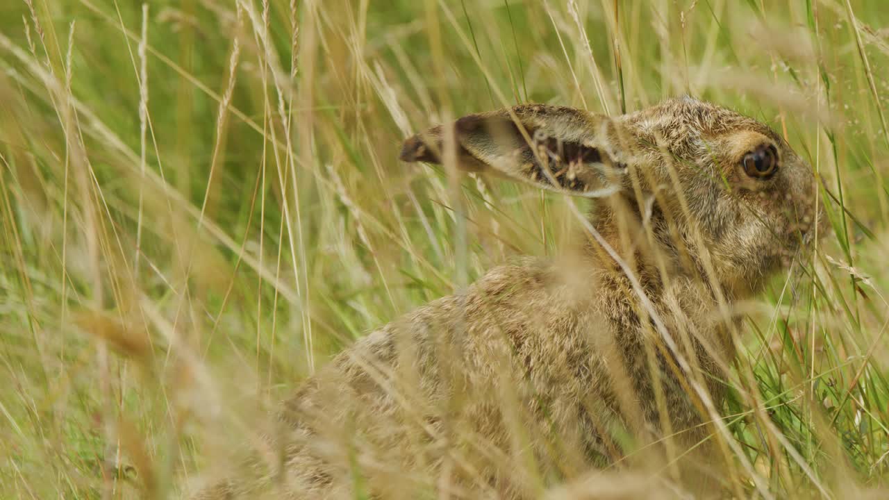 A wild hare remains nearly motionless, blending into tall grass before cautiously moving away. Natural daylight, static camera, side profile, earthy tones dominate