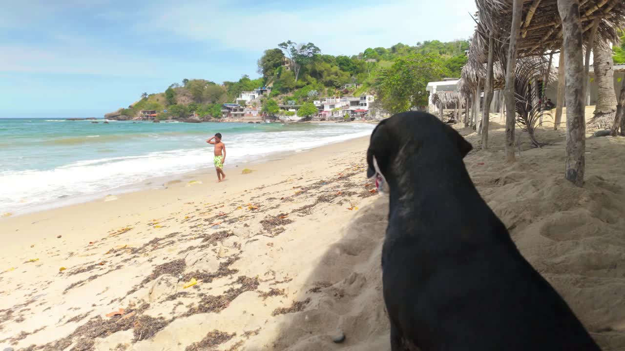 A child walks along Urama Beach, Venezuela, while a dog watches and guards from the sand under palm leaf huts, with lush vegetation in the background.