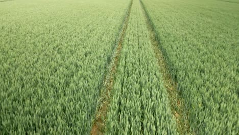 aerial push in over green wheat crop fields on rural agricultural land, low angle