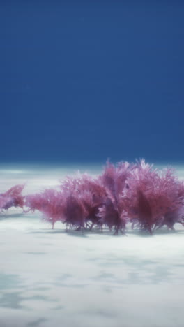 pink coral growing on the ocean floor