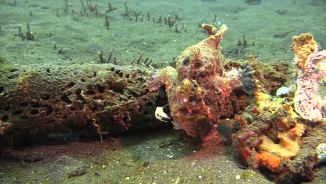 Gemalter-Anglerfisch-Auf-Einem-Korallenstück,-Der-Mit-Seinem-Krebsähnlichen-Köder-Beute-Auflauert