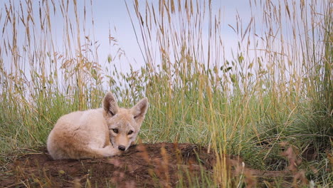 young cute adorable tired sleepy baby coyote puppy resting and laying down nestled on brown dirt by grass land, static portrait close up