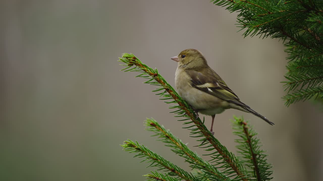 Eurasian chaffinch standing still on thin twig in forest with soft natural light and bokeh