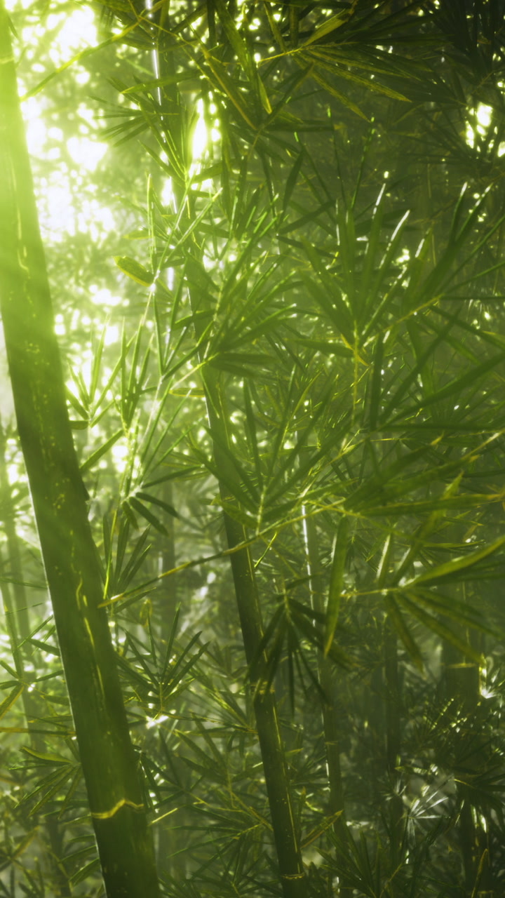 Sunlight dances through lush bamboo leaves in a serene forest setting