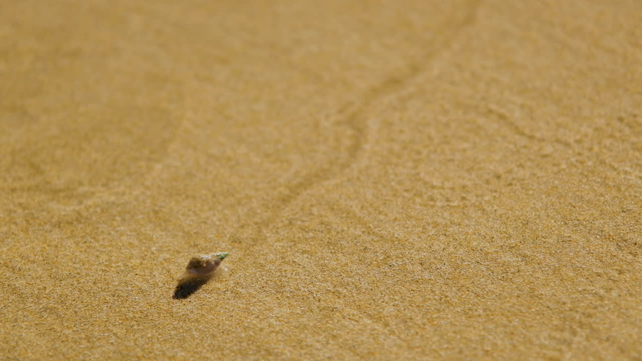 쟁기 달팽이는 썰물 때 젖은 해변 모래에 흔적을 남깁니다.