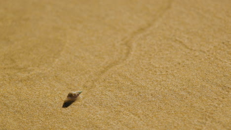 arar el rastro de hojas de caracol en la arena húmeda de la playa durante la marea baja