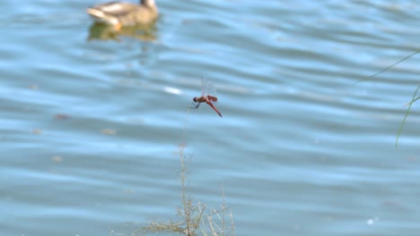 a red dragonfly holds onto a branch of a small bush during a windy day at the park, while a duck swims along the pond in the background