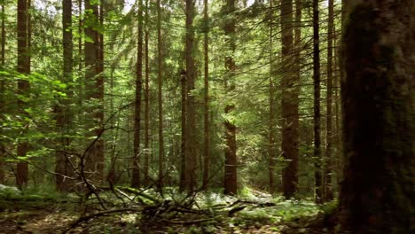 un sutil destello de lente atraviesa el verde exuberante de un bosque que pasa visto desde un automóvil