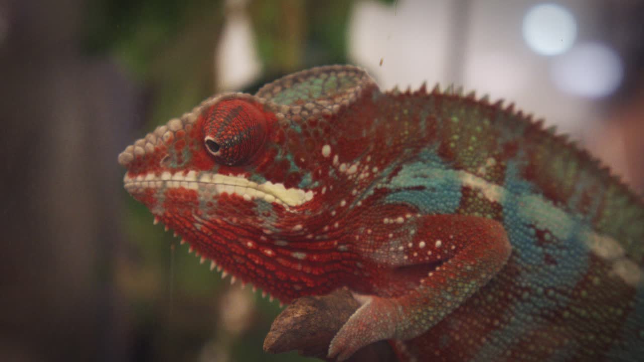 primer plano de camaleón rojo mirando su entorno en un recinto de exhibición pública