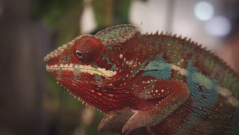 close up of red chameleon watching its surrounding in a public display enclosure