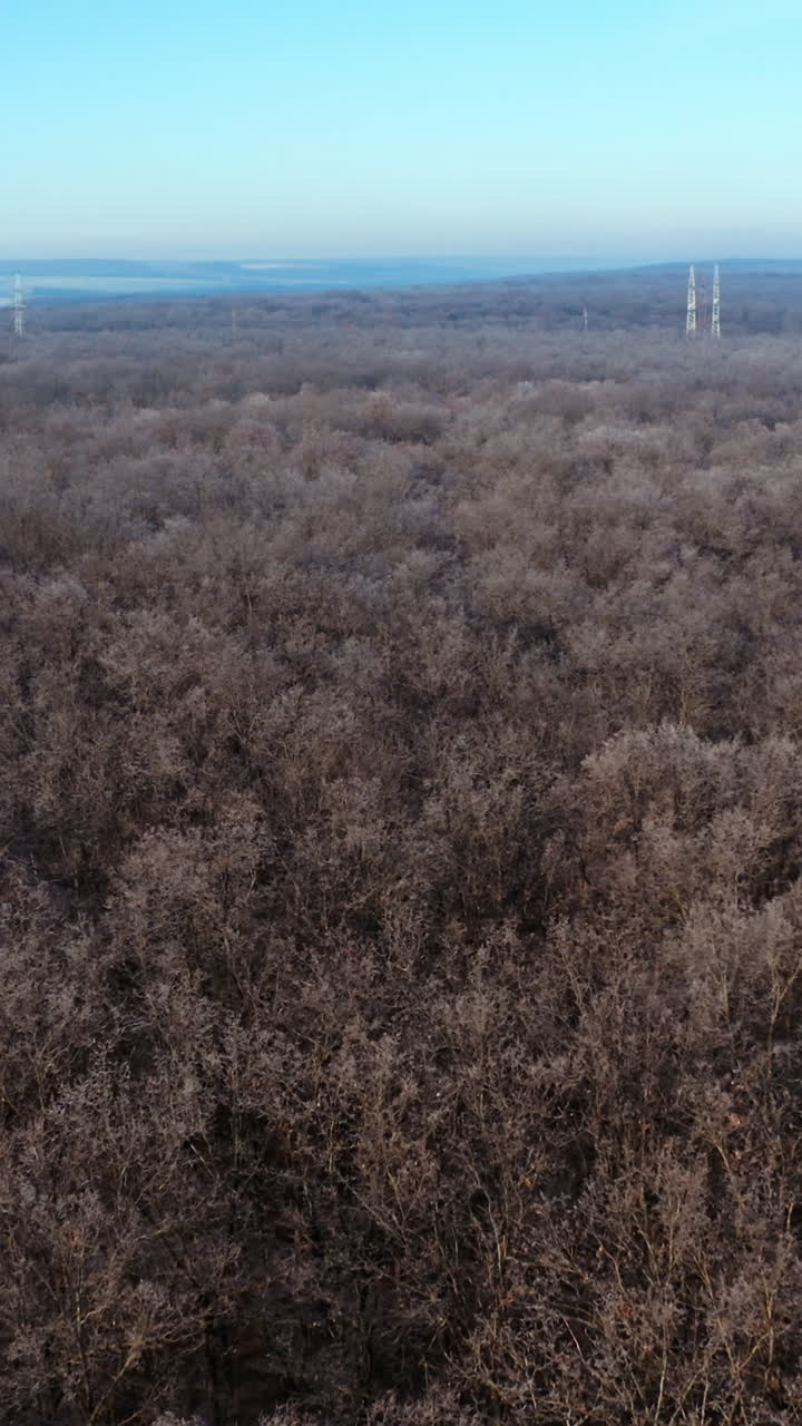 Natural landscape of leafless forest. Panoramic view of nature with naked trees in the wood. Aerial view. Vertical video