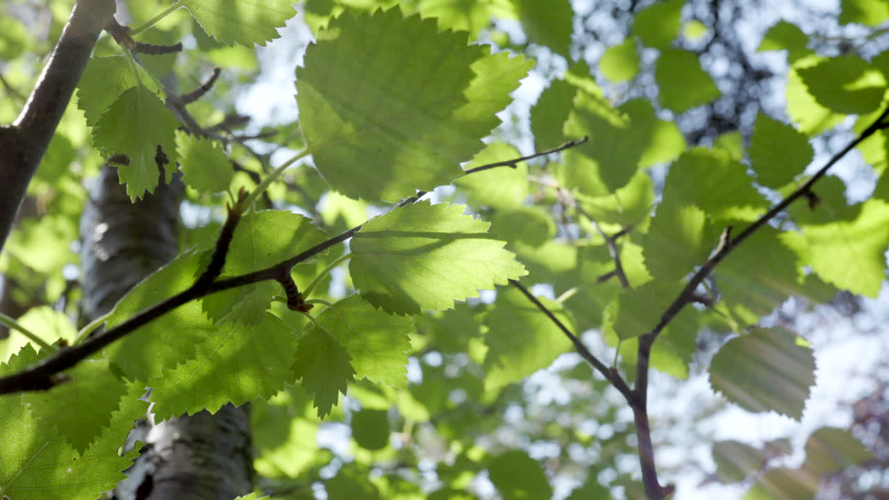 Close-up view of tree branches and leaves swaying gently in the wind