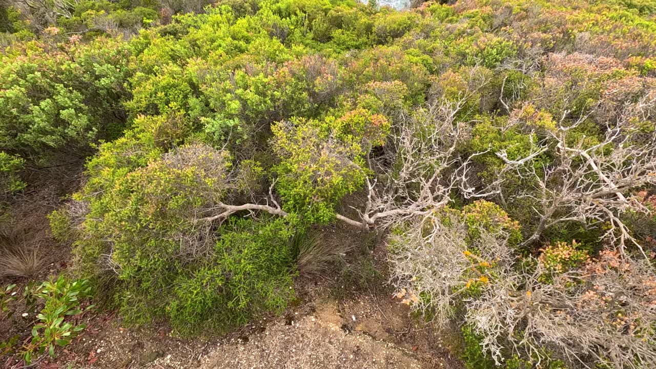 Drone camera glides above dense tea tree shrubs and sandy dunes under soft daylight, capturing native vegetation along the Great Ocean Road, Victoria