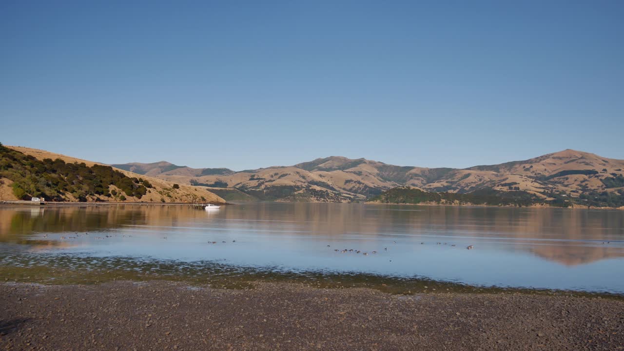 bandeja de luz dorada matutina a través de la entrada de akaroa, isla sur de nueva zelanda