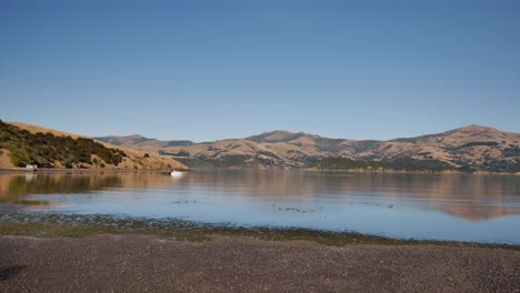 morning gold light pan across akaroa inlet, new zealand south island