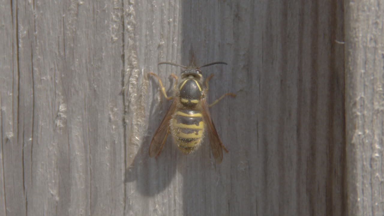 tiro macro de abeja con polen en el cuerpo sentado en una valla de madera