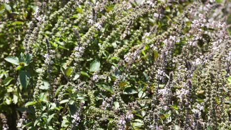 flowering shrub swaying in a light wind