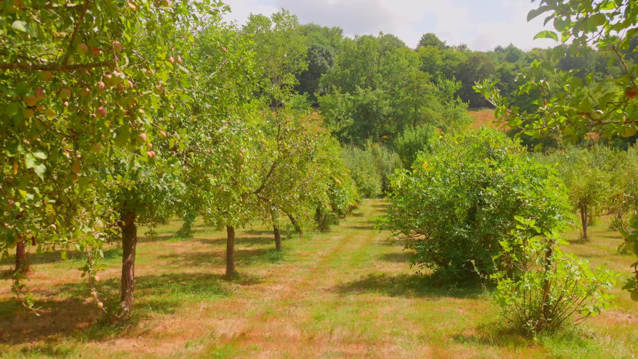 A vibrant apple tree orchard showcasing rows of blossoming trees under soft sunlight