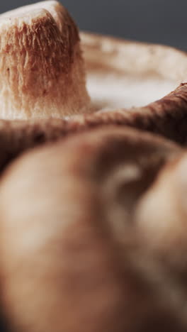 micro vertical video close up of mushrooms on grey background