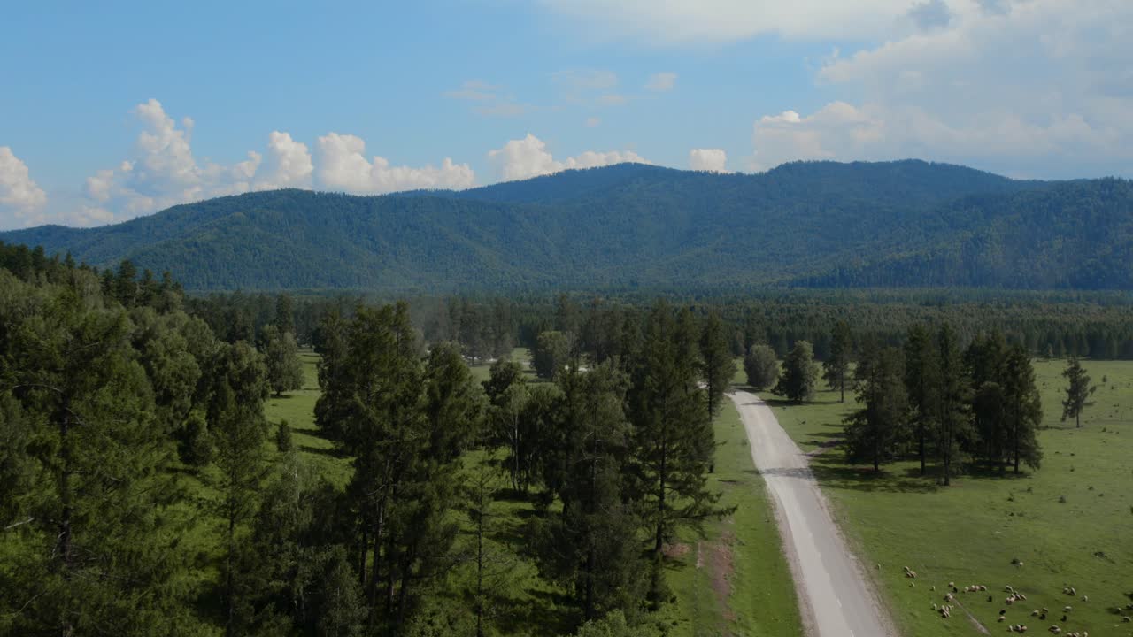 Drone footage of a quiet countryside road cutting through pine forest and green meadows with distant mountains under blue sky in Altai Republic, Russia