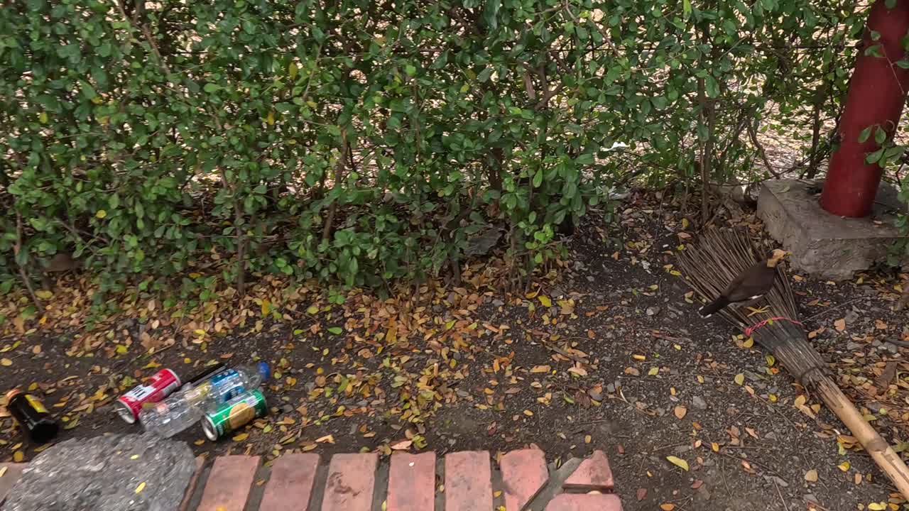 새가 벽돌로 된 길에서 쓰레기와 상호 작용합니다.