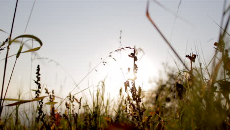 Puesta-De-Sol-Dorada-En-Un-Campo