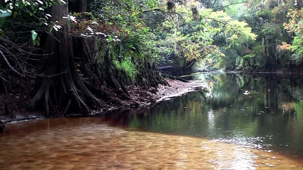 늪 깊은 곳에서 맹그로브 숲의 샷