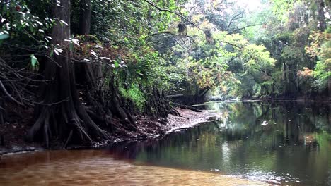 una foto de un bosque de manglares en lo profundo de un pantano