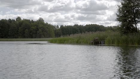 Un-Viejo-Muelle-En-Medio-De-Altos-Juncos-Contra-El-Telón-De-Fondo-Del-Bosque