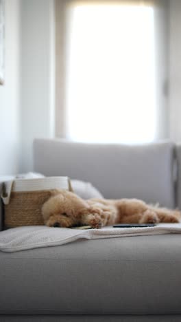 sleepy poodle on a sofa