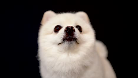 close-up of small cream pomeranian dog. happy puppy wags his tail on the dark, black background.
