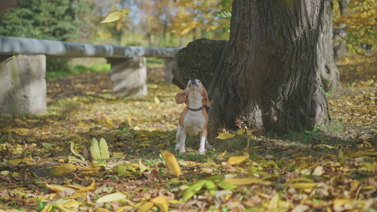 beagle dog standing beside tree trunk in autumn park reacts to strong breeze and swirling yellow leaves, ears flapping while looking up alertly, surrounded by scattered foliage on sunlit ground