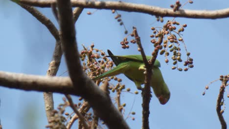 Loro-Verde-En-El-árbol-Uhd-Mp4-4k