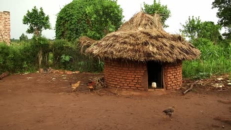 african hut with chickkens roaming free in the yard