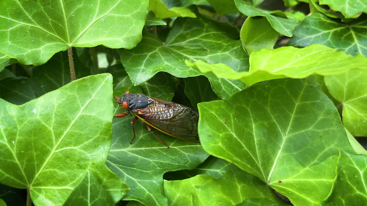 Cicada crawling out of ivy leaves in Princeton NJ
