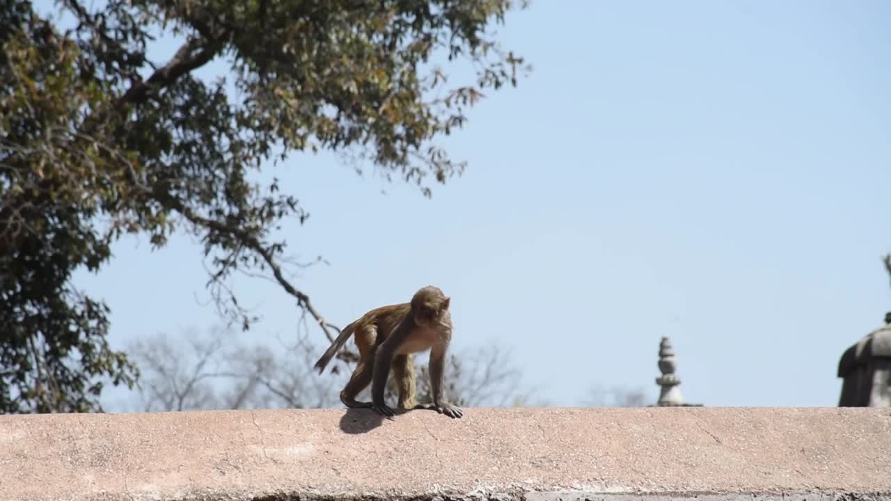 Rhesus macaque monkey strolling along the temple wall at Pashupatinath, a sacred Hindu site in Kathmandu, Nepal.